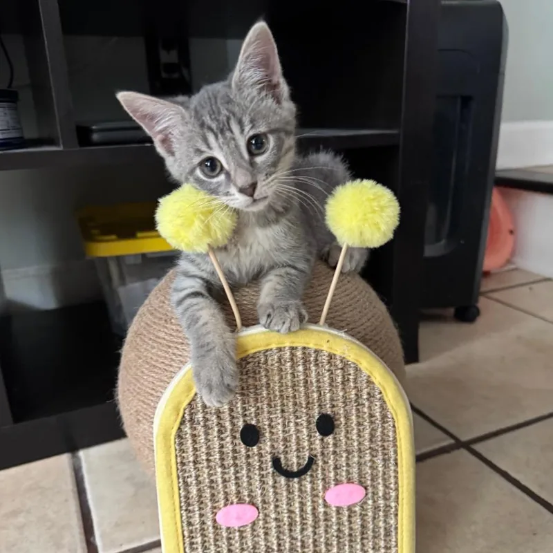 A baby small-sized female Gray / Blue / Silver Domestic Short Hair cat named Pilar for adoption in Reisterstown, MD