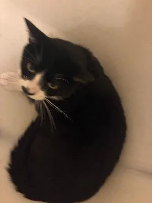 Sylvie