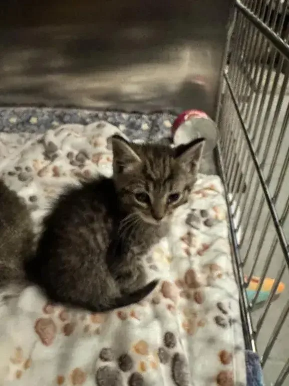 A baby small-sized male Domestic Short Hair cat named Chevy for adoption in Grand Rapids, MI