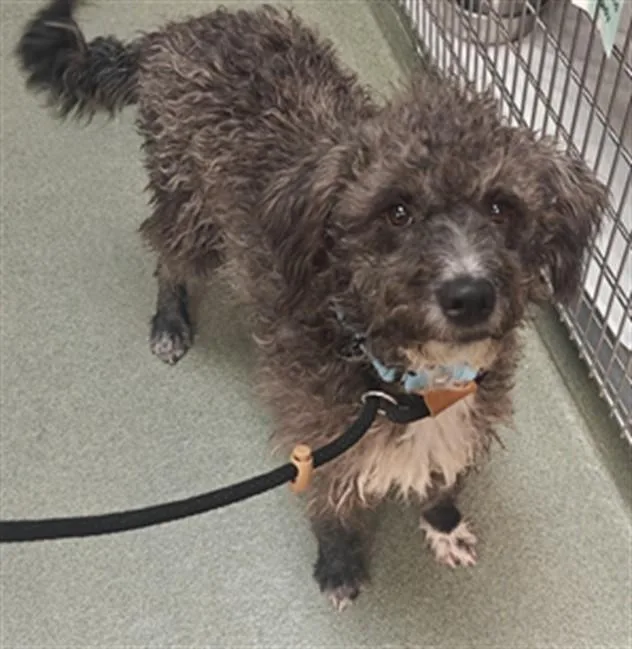 A young large-sized male Mixed Breed dog named Shirley for adoption in Santa Fe, NM