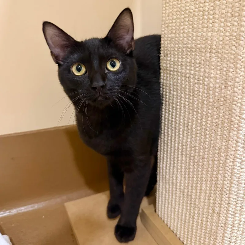 A baby small-sized female Black Domestic Short Hair cat named Jewel for adoption in Agoura Hills, CA