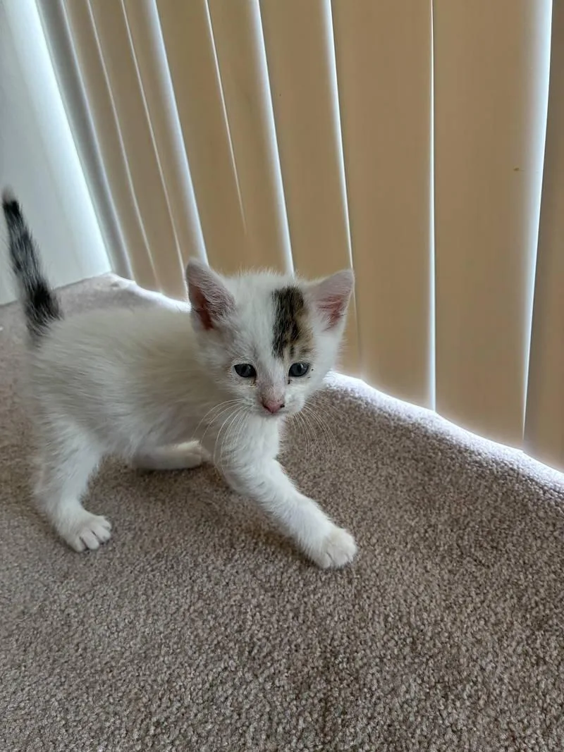 A baby medium-sized male White Domestic Short Hair cat named Khristoff for adoption in Philadelphia, PA