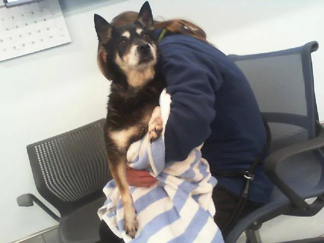 A senior medium-sized female Shiba Inu dog named Deuce for adoption in Charlotte, NC