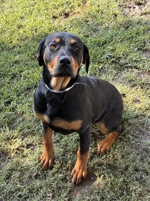 A young medium-sized female Rottweiler dog named Bree for adoption in Riverside, CA