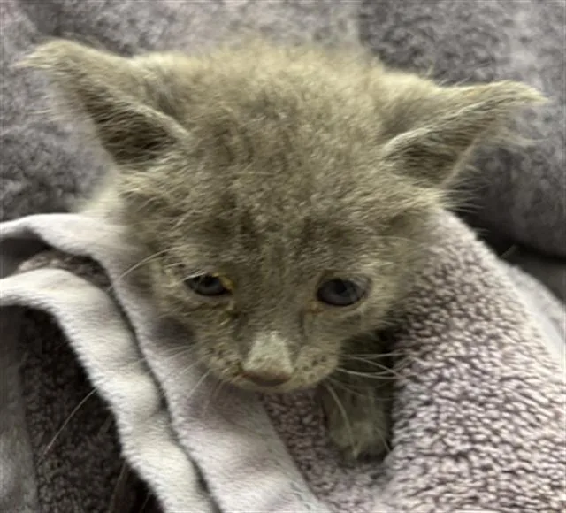 A baby small-sized female Domestic Short Hair cat named Gemma for adoption in Rosenberg, TX