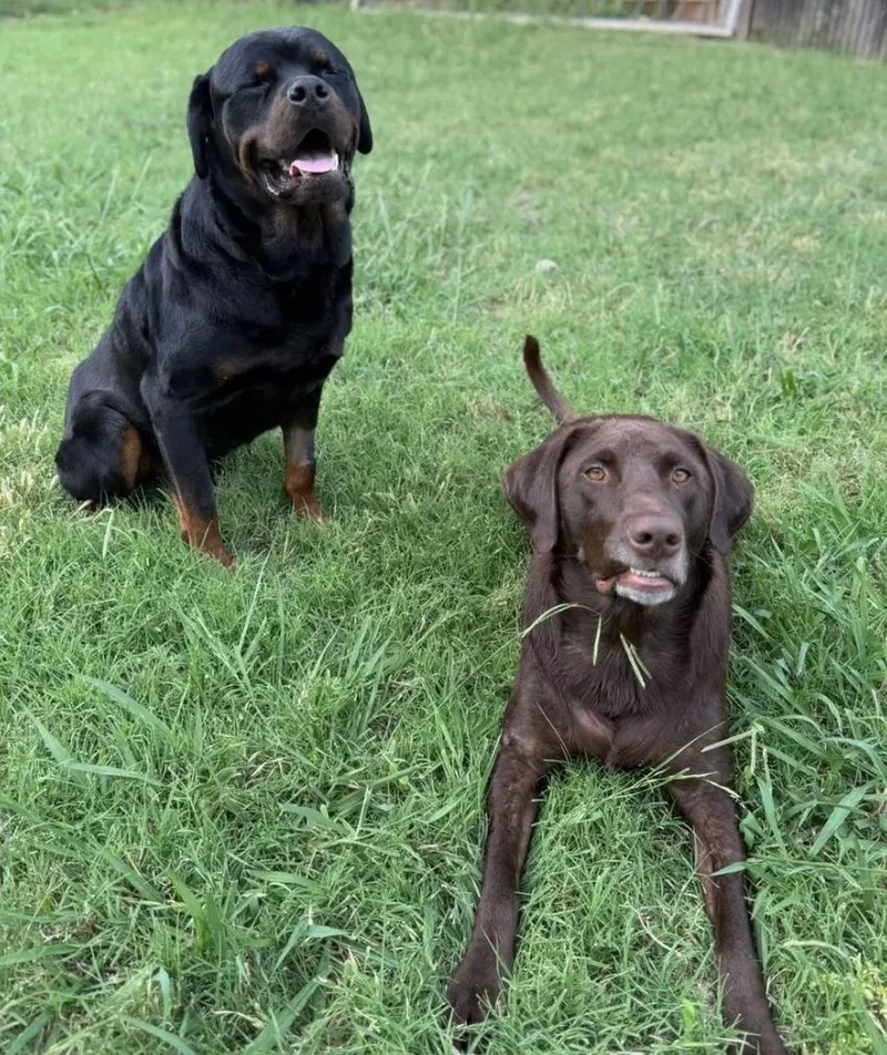 Duke