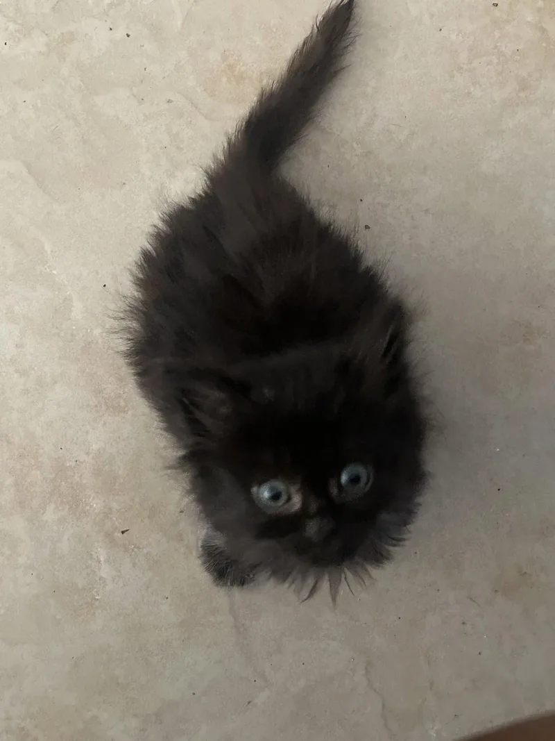 A baby medium-sized female Black Domestic Medium Hair cat named Apollo for adoption in Wesley Chapel, FL
