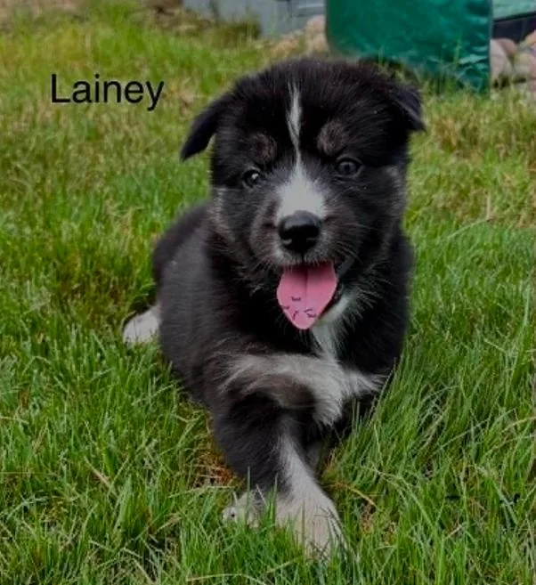 A baby medium-sized female Black Mixed Breed dog named Lainey for adoption in Eutawville, SC
