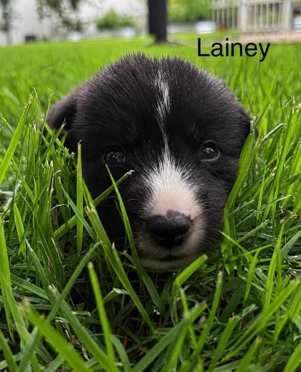 Lainey thumbnail 2