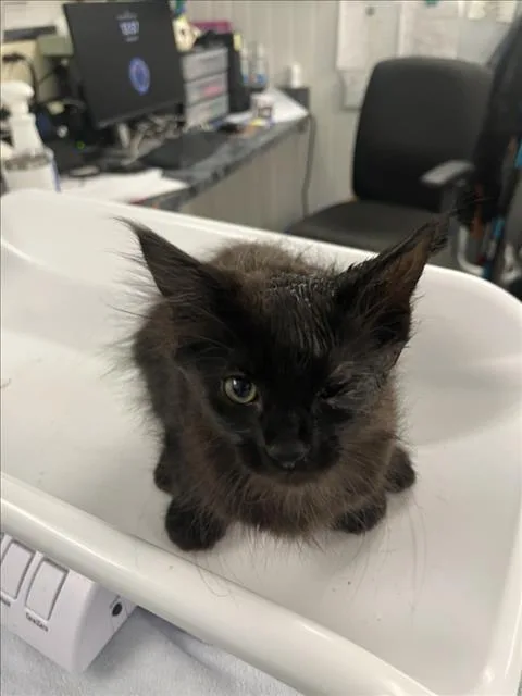 A baby small-sized male Black Domestic Medium Hair cat named Dollop for adoption in Woodland, CA