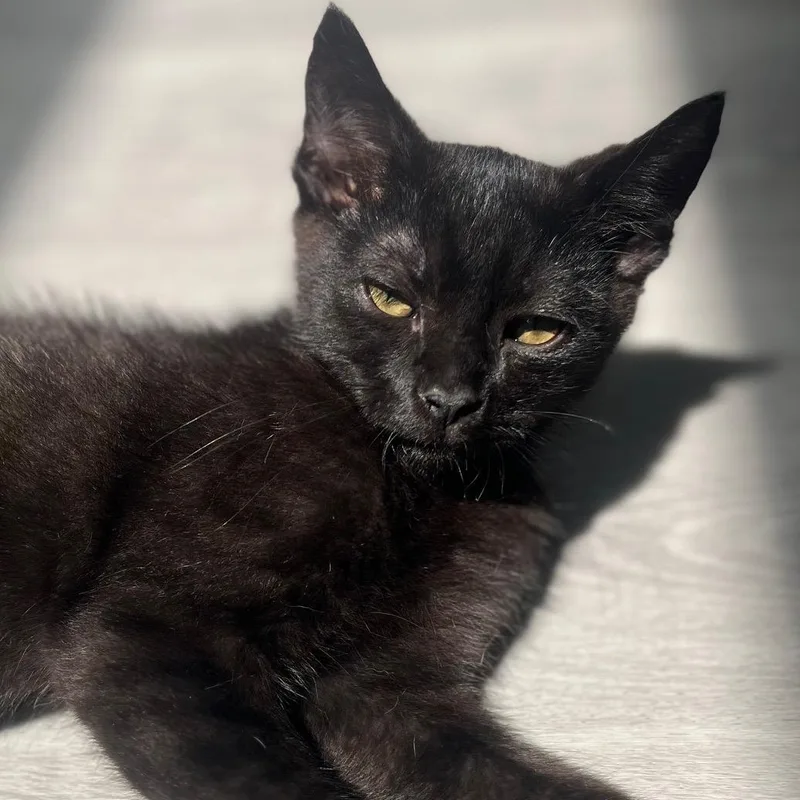 A baby small-sized male Black Domestic Short Hair cat named Adjective for adoption in Richmond, VA