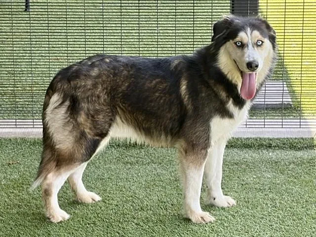 A young large-sized female Siberian Husky dog named Daila for adoption in Garland, TX
