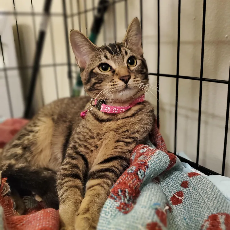 A baby medium-sized female Tabby (Brown / Chocolate) Tabby cat named Ara for adoption in Fresno, CA
