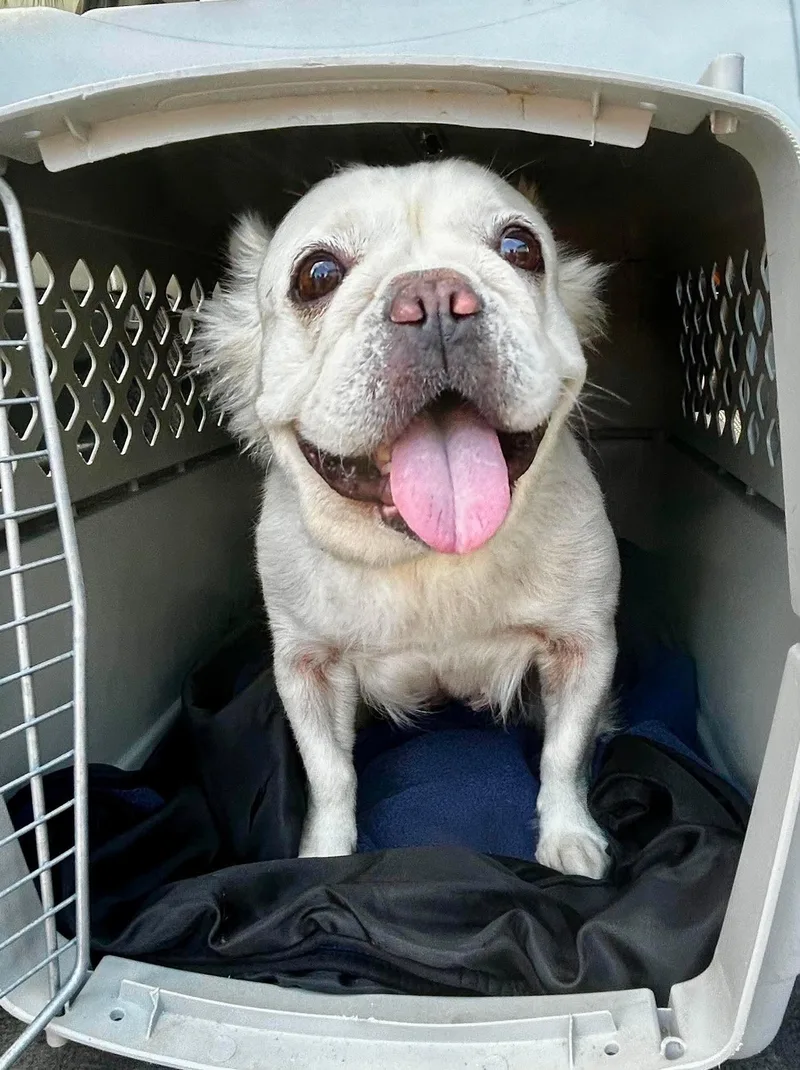 An adult small-sized female French Bulldog dog named Margot for adoption in Mission Viejo, CA