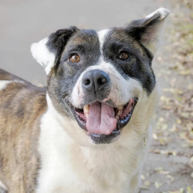 An adult medium-sized female Brown / Chocolate American Staffordshire Terrier dog named Athena for adoption in Point Richmond, CA