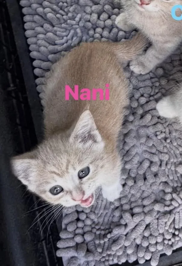 A baby medium-sized female Domestic Short Hair cat named Nani for adoption in Cowlesville, NY