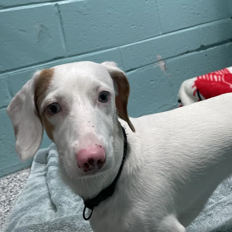 A young small-sized female White / Cream Dachshund dog named Jessica for adoption in Port Charlotte, FL
