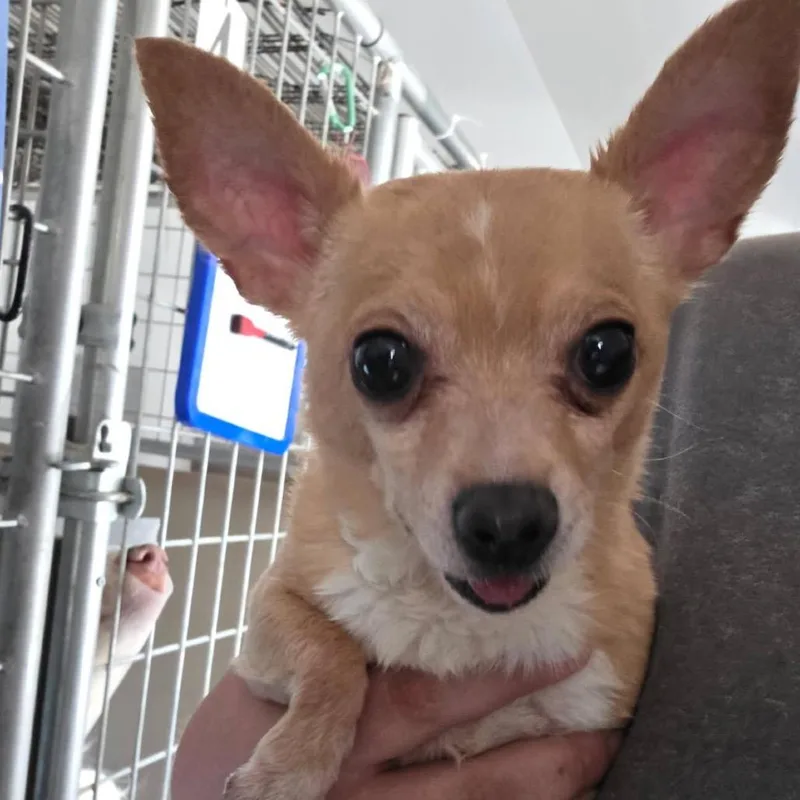 An adult small-sized male White / Cream Chihuahua dog named Ken for adoption in Bernalillo, NM