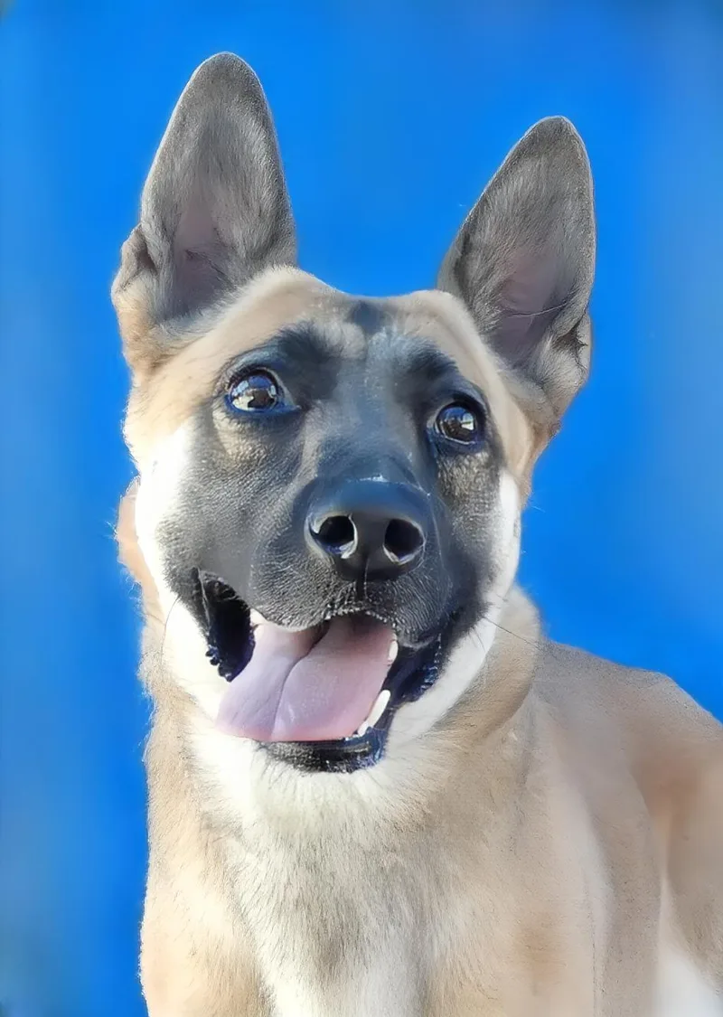 A young medium-sized female German Shepherd Dog dog named Jilly for adoption in Pasadena, CA