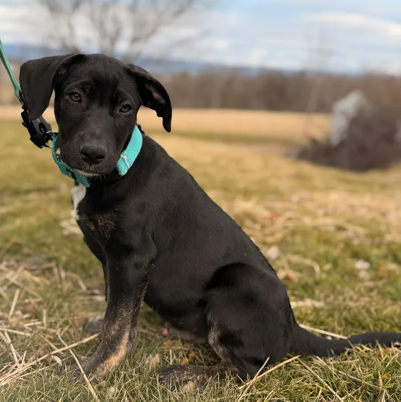 Capricorn thumbnail 2