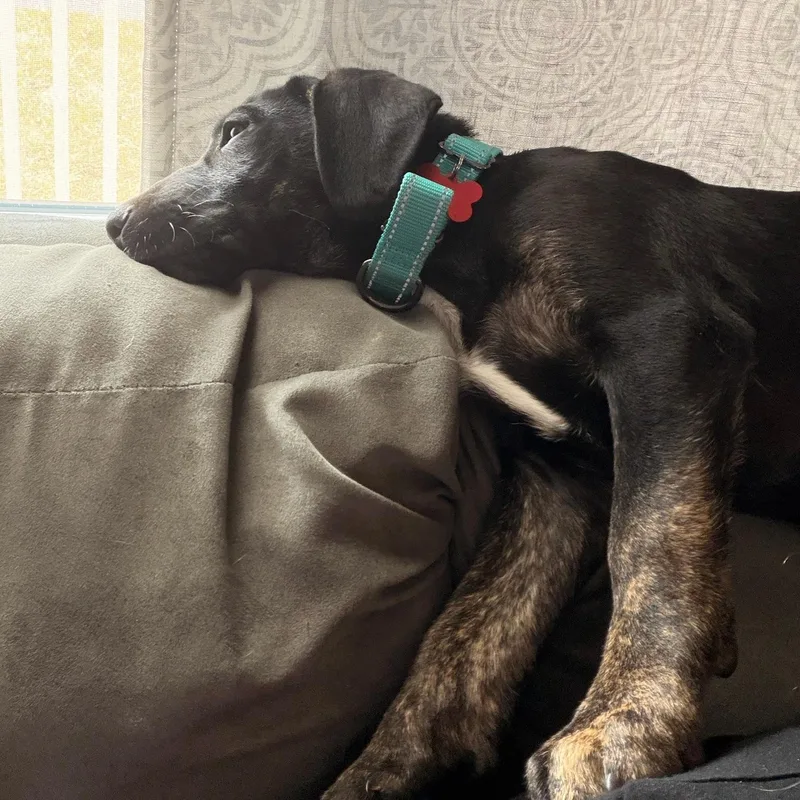 Capricorn thumbnail 3