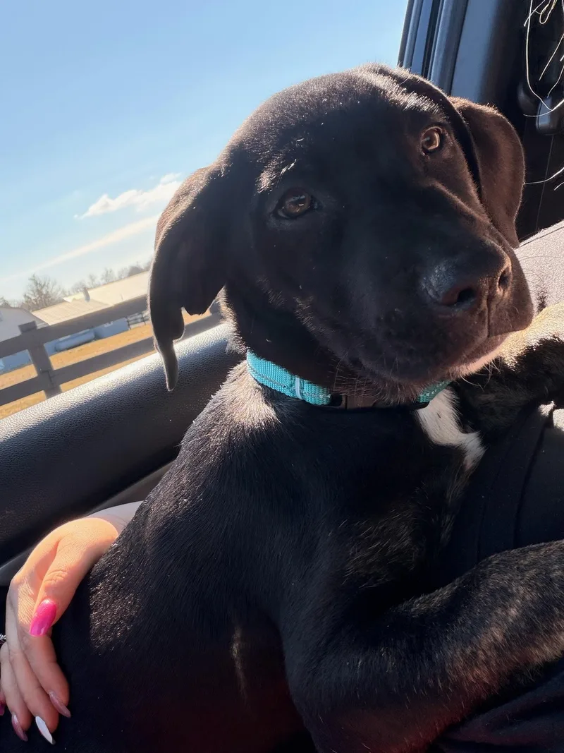 Capricorn thumbnail 4