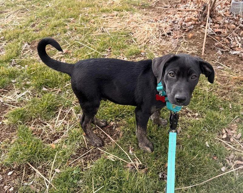 Capricorn thumbnail 5