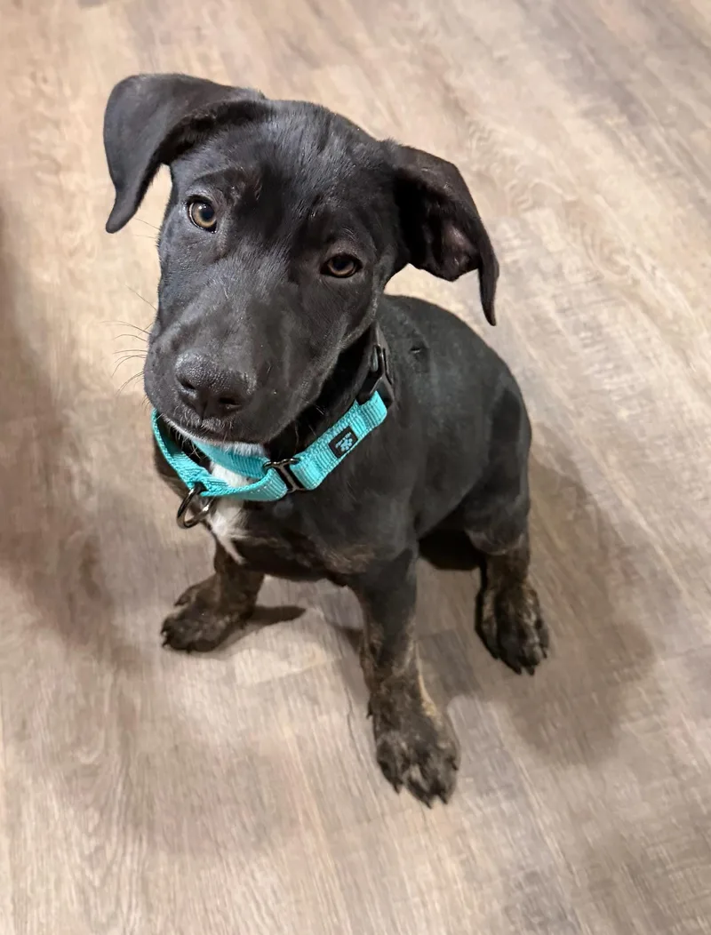 Capricorn thumbnail 6