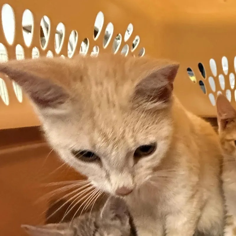 An adult medium-sized female Buff / Tan / Fawn Domestic Short Hair cat named Peach TeaC for adoption in East Saint Louis, IL