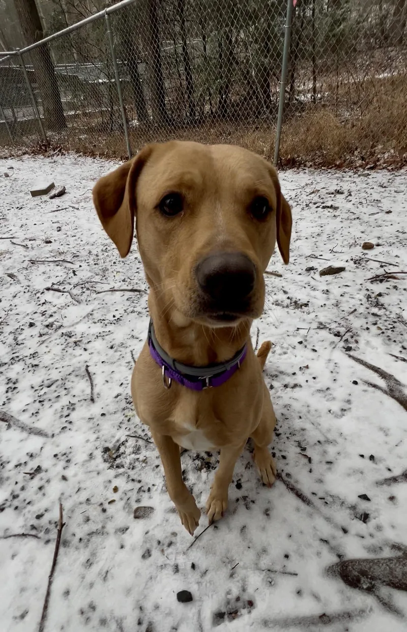 Fluffernutter thumbnail 3