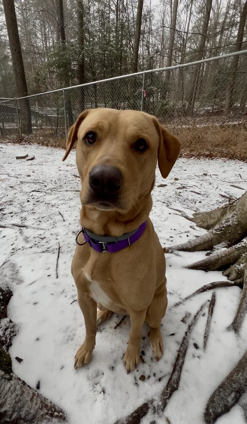 Fluffernutter thumbnail 4