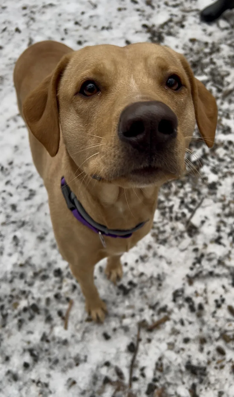 Fluffernutter thumbnail 5