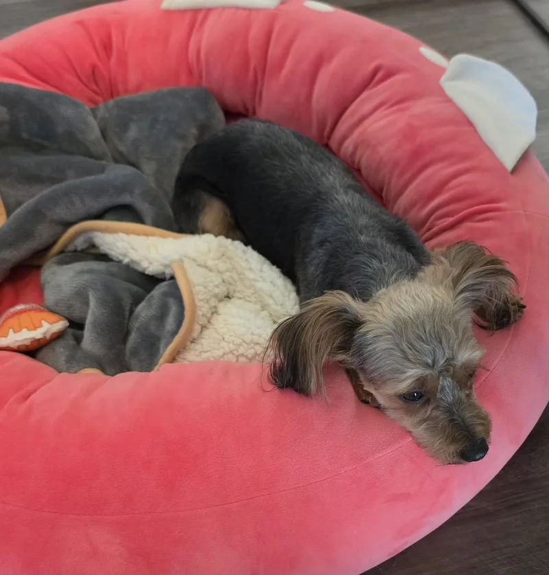 Cocoa Chanel