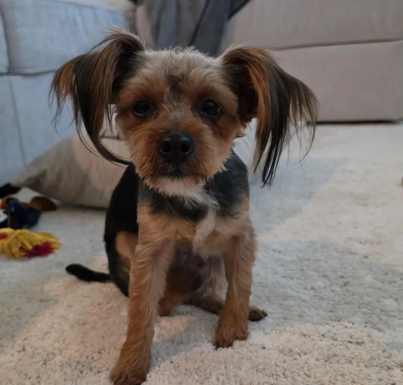 Cocoa Chanel thumbnail 2