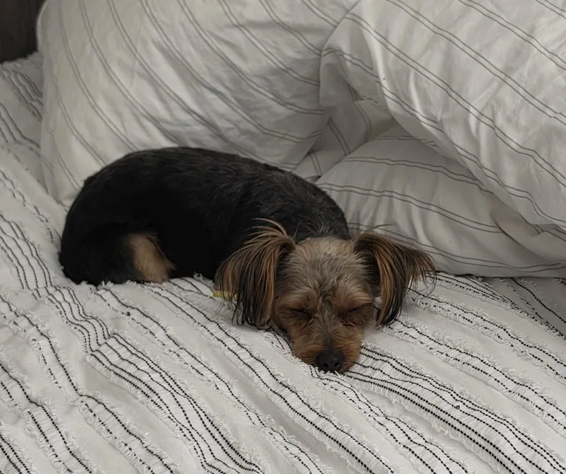 Cocoa Chanel thumbnail 3
