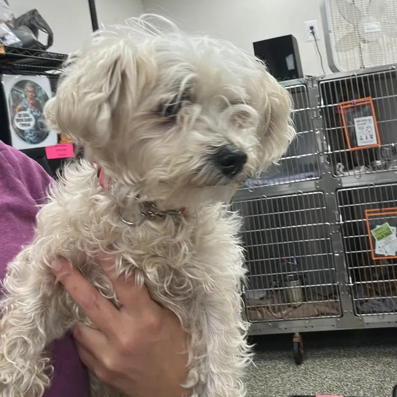A senior small-sized male White / Cream Mixed Breed dog named Finch for adoption in Fredericksburg, VA