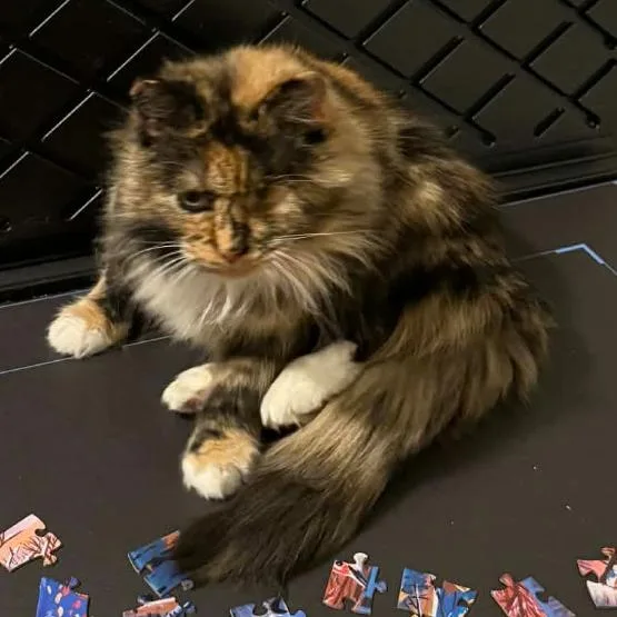 Raggedy Ann Fiv+ thumbnail 4