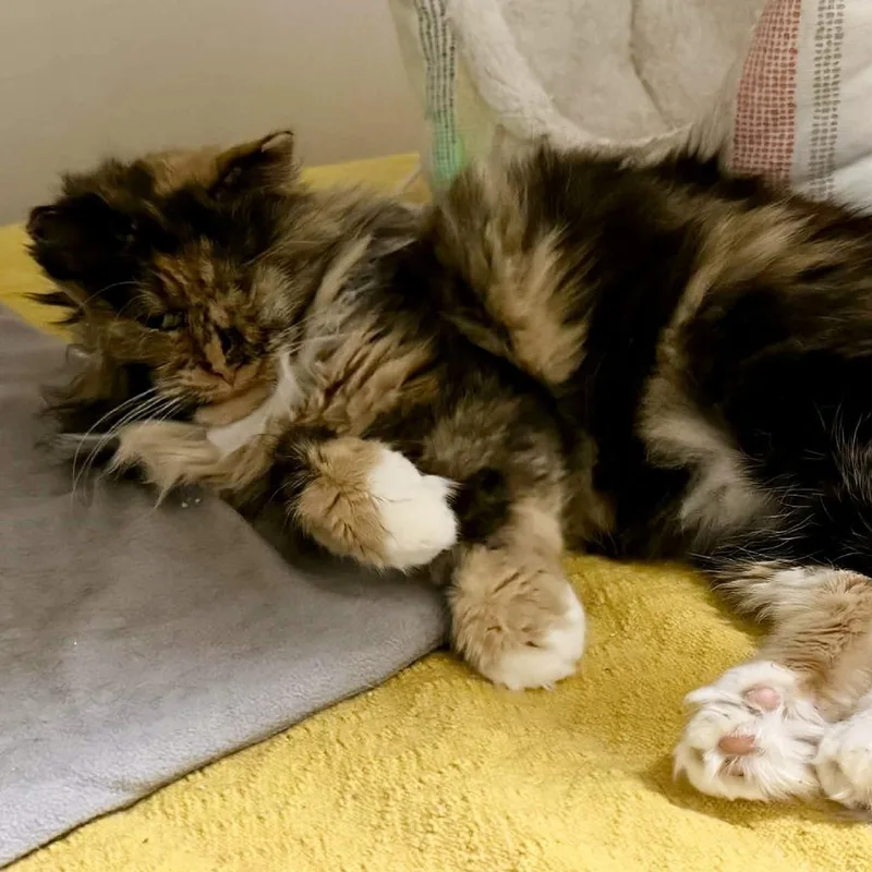 Raggedy Ann Fiv+ thumbnail 5