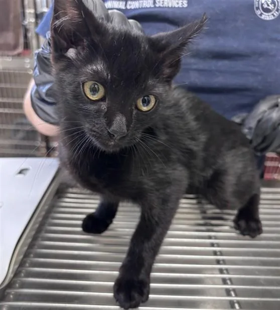 A baby small-sized male Domestic Short Hair cat named Willy for adoption in Norco, CA