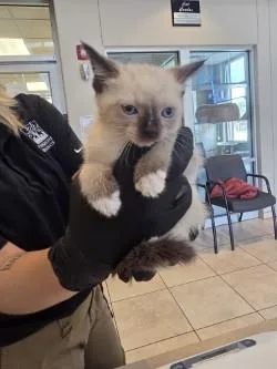 A baby small-sized male Domestic Short Hair cat named Corvette for adoption in Farmers Branch, TX