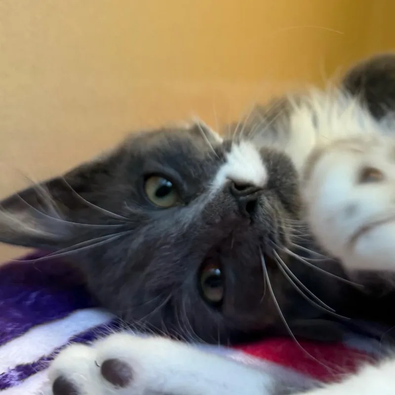 A baby small-sized male Gray / Blue / Silver Domestic Short Hair cat named Scampi for adoption in Beckley, WV