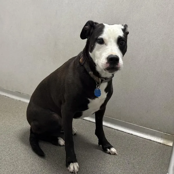 An adult medium-sized female Border Collie dog named Athena for adoption in Des Moines, IA