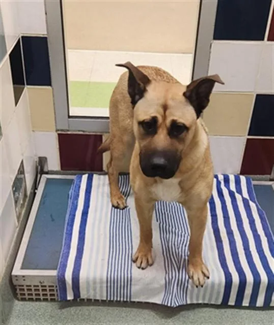 A young medium-sized male German Shepherd Dog dog named Rin A for adoption in Plano, TX