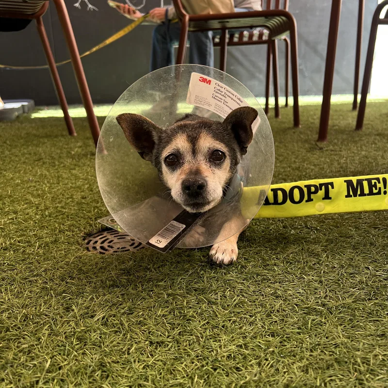 An adult small-sized male Tricolor (Brown, Black, & White) Chihuahua dog named Henry for adoption