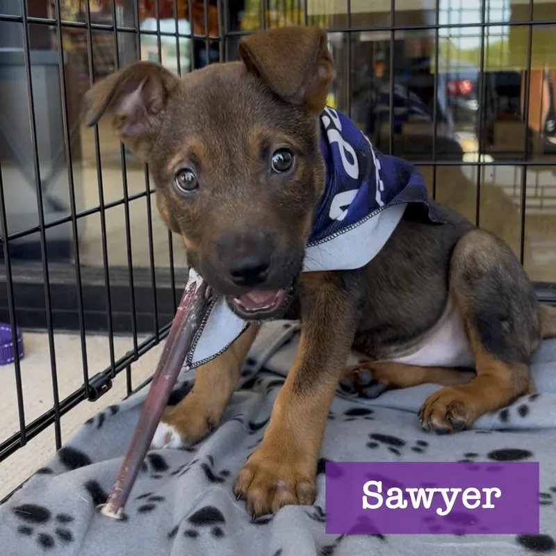 A baby medium-sized male Black Mouth Cur dog named Sawyer for adoption in Cumming, GA