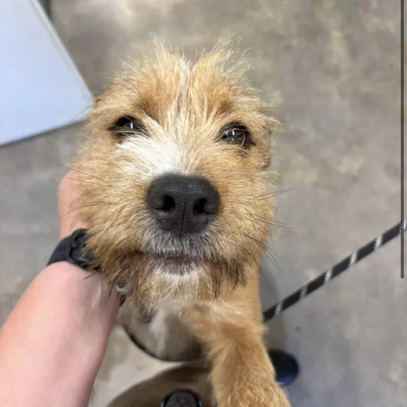 Benji thumbnail 2