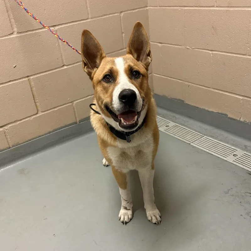 An adult medium-sized male Yellow / Tan / Blond / Fawn Cattle Dog dog named Coaster through the Clouds for adoption in Tacoma, WA