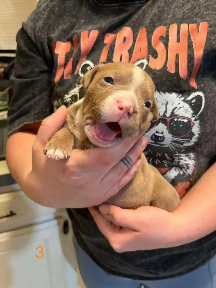 A baby large-sized male Brown / Chocolate Pit Bull Terrier dog named Queso for adoption in Shawnee, OK