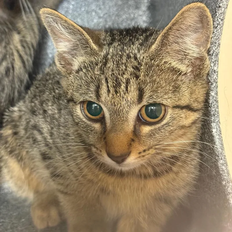 A baby small-sized female Brown / Chocolate Domestic Short Hair cat named Cellar for adoption in Charlottesville, VA