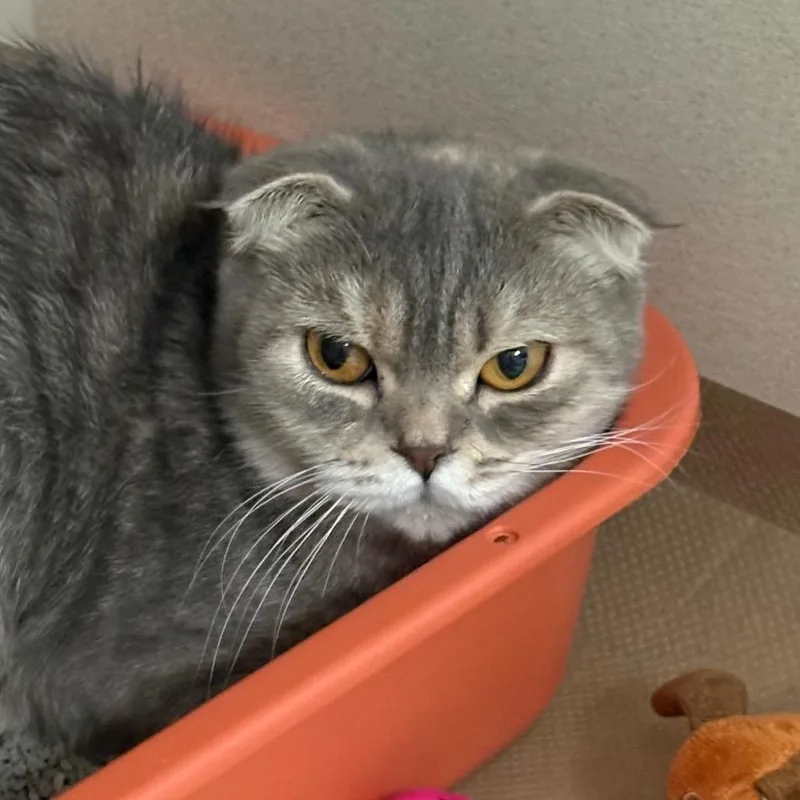 A young medium-sized female Calico Scottish Fold cat named Casey for adoption in Westhampton, NY